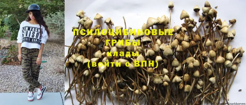 где найти наркотики  Владимир  Галлюциногенные грибы MAGIC MUSHROOMS 